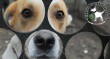 Kutyamentés szja 1% támogatása - Orpheus Állatvédő Egyesület