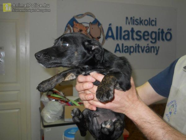 Miskolci Állatsegítő Alapítvány